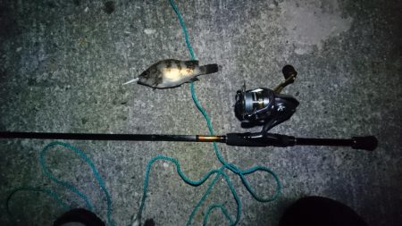 久しぶりメバル