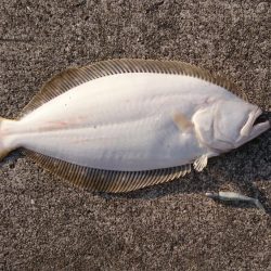 ナイスフィッシュ