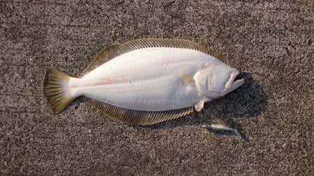 ナイスフィッシュ