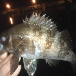 平成最後の大爆釣