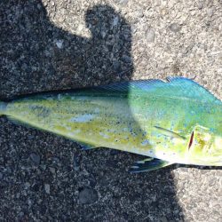 先週に続き、またまたアオリイカ釣りしてるのに！