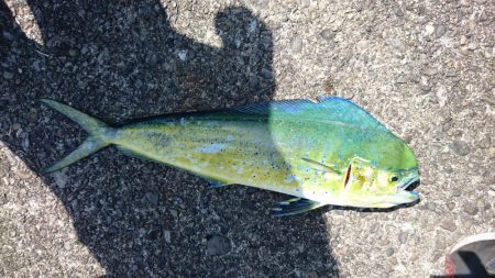 先週に続き、またまたアオリイカ釣りしてるのに！