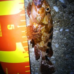 メバルさん　まぁまぁの型