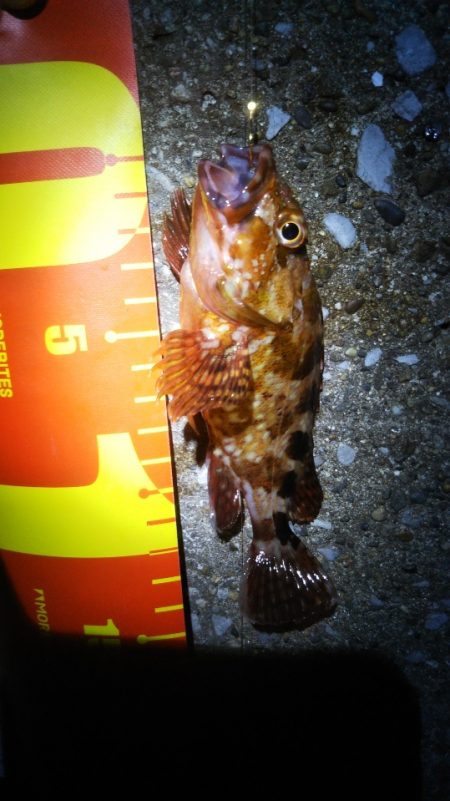 メバルさん　まぁまぁの型