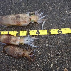 大型アオリイカ求めて