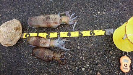 大型アオリイカ求めて