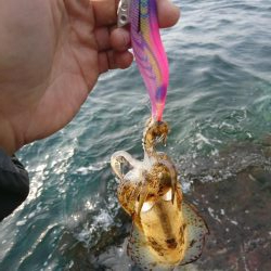 エギング大会参戦