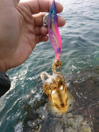 エギング大会参戦