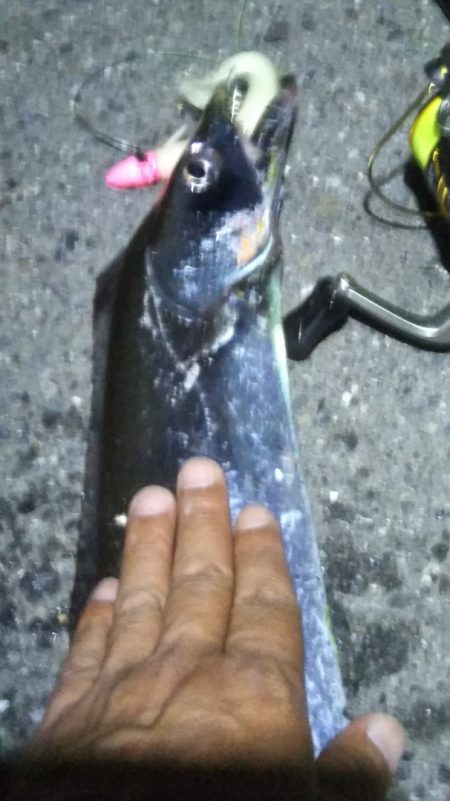 陸っぱりタチウオの季節到来