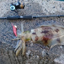 夕マズメエギング