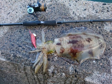 夕マズメエギング