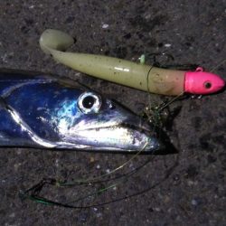 タチウオ接岸の時季が来ましたね!