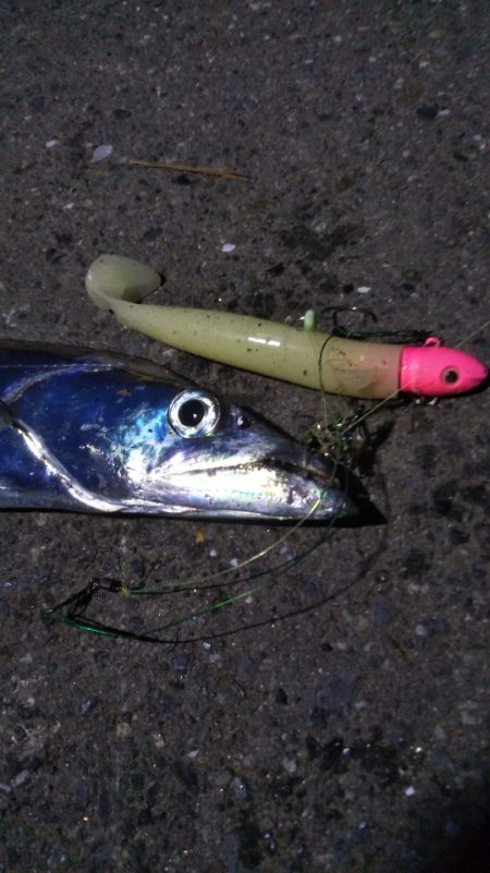 タチウオ接岸の時季が来ましたね!