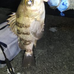 二色浜海浜緑地 メバリング