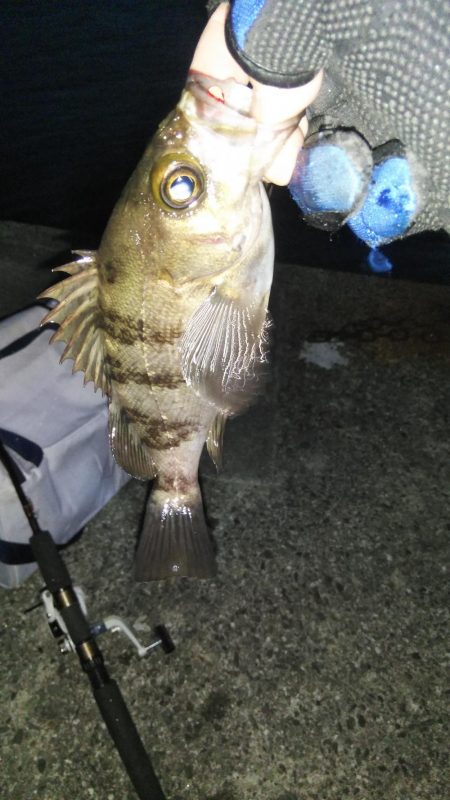 二色浜海浜緑地　メバリング