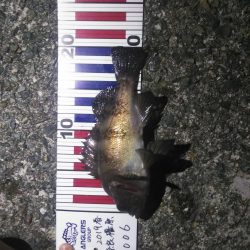 貝塚人工島でメバリング