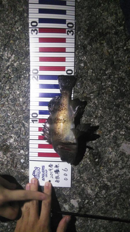 貝塚人工島でメバリング