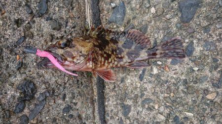 日中のロックフィッシング