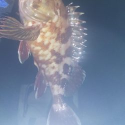 深夜に貝塚人工島でメバリング