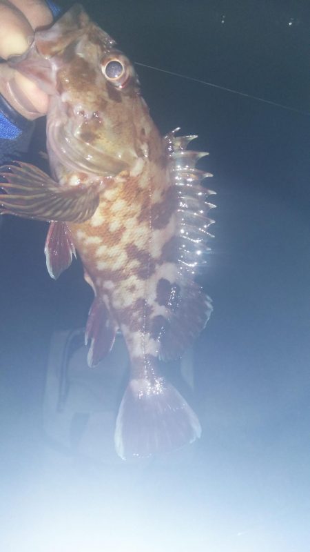 深夜に貝塚人工島でメバリング