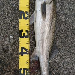 久しぶりの釣り