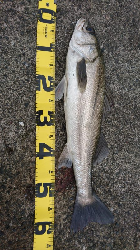 久しぶりの釣り