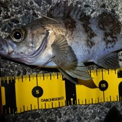 仕事終わりメバリング