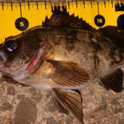 ちょこっとメバリング