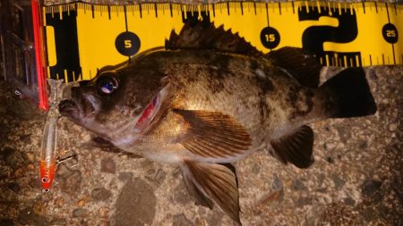 ちょこっとメバリング