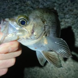 ちょこっとメバリング