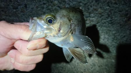 ちょこっとメバリング