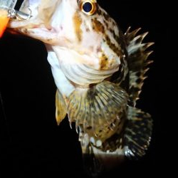 短時間メバリング