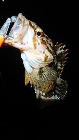 短時間メバリング