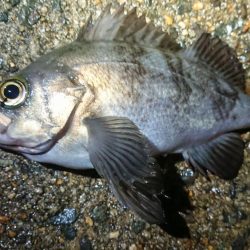 平成最後のメバリング