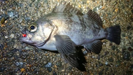 平成最後のメバリング