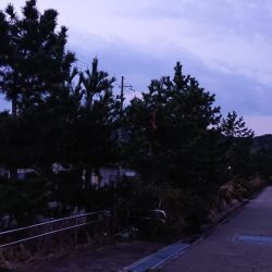 メバルダウンショット