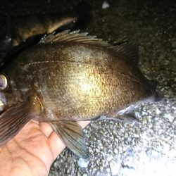 サーフメバリング