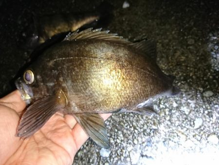 サーフメバリング