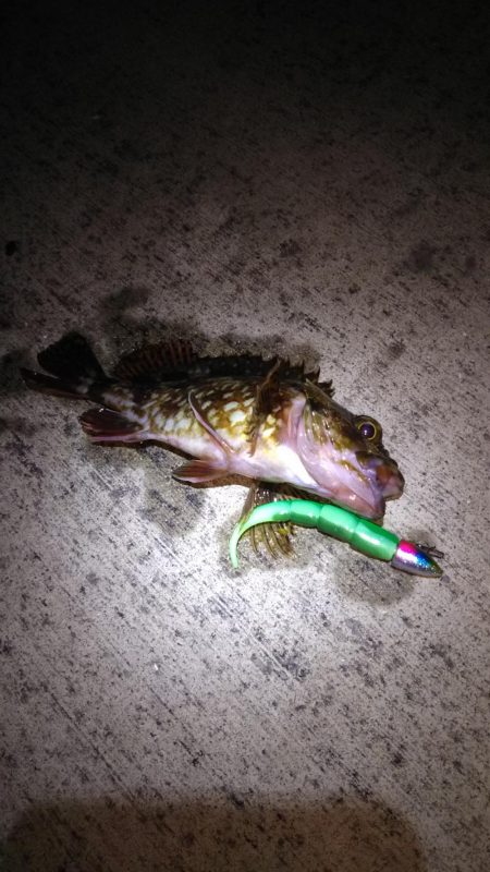 湾奥シーバス調査