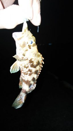 仕事帰りの癒し