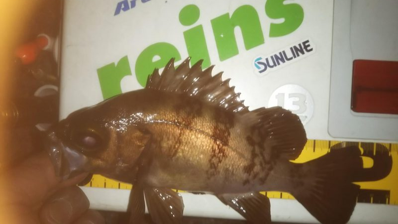 久しぶりのメバリング