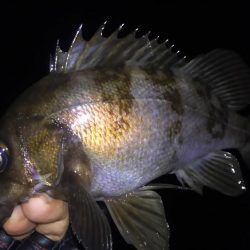 メバル好釣