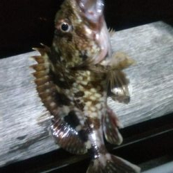 ガシラとメバル