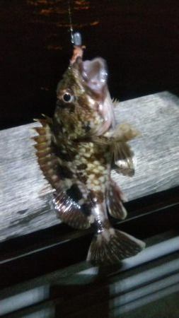 ガシラとメバル