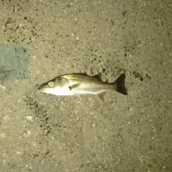 ひっさしぶり。