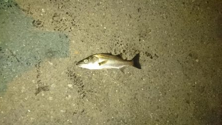 ひっさしぶり。