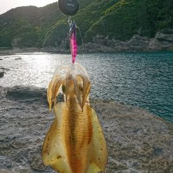 平成最後のアオリイカ