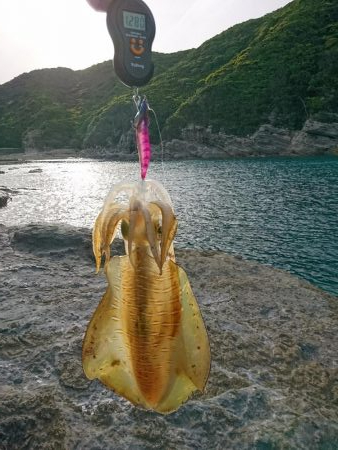 平成最後のアオリイカ