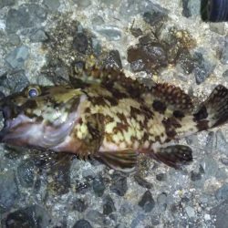 大苦戦のメバリング