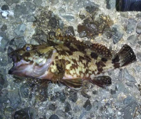 大苦戦のメバリング